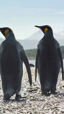 penguins, 4k (vertical)