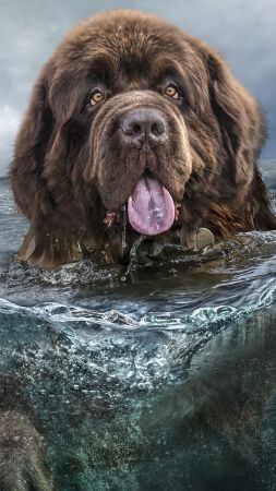 dog, water, 4k (vertical)