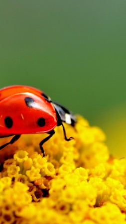 ladybug, 4k (vertical)
