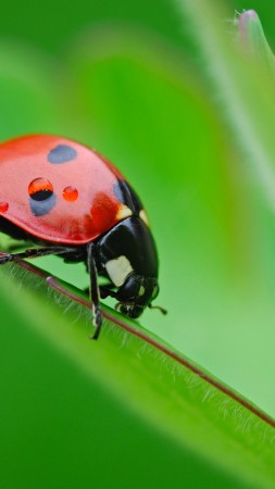 ladybug, 4k (vertical)