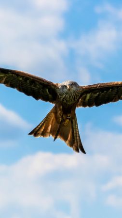 peregrine falcon, bird, sky, 4k (vertical)