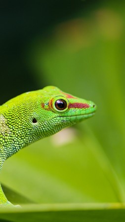 Gecko, reptile, green, 4k (vertical)