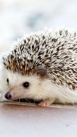 hedgehog, cute animals, 4k (vertical)