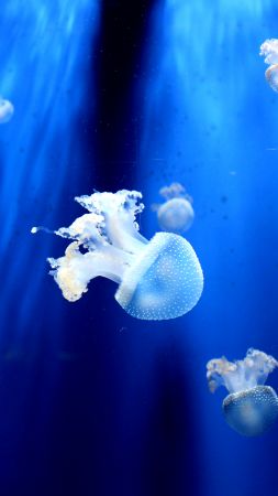jellyfish, underwater, 5k (vertical)