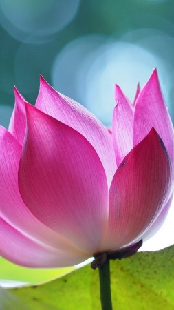 lotus, flower, 4k (vertical)