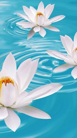 lotus, flower, water, 4k (vertical)