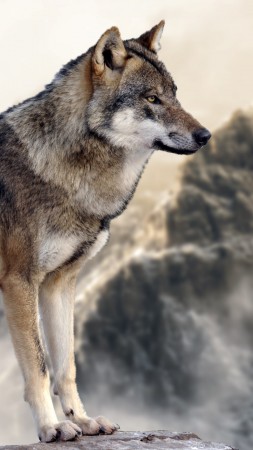 wolf, mountain, 4k (vertical)
