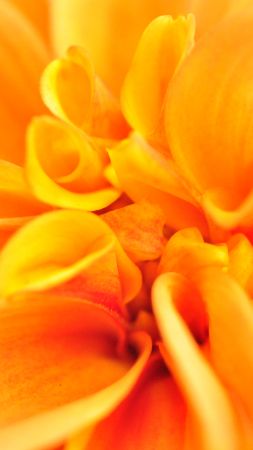 macro, flower, orange, 4k (vertical)