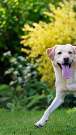 Dog, puppy, white, funny, animal, pet, garden, green grass (vertical)