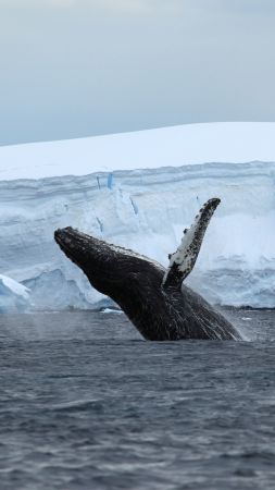 Antarctica, ocean, ice, whale, 4k (vertical)