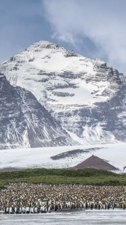 Antarctica, mountains, penguins, 5k (vertical)
