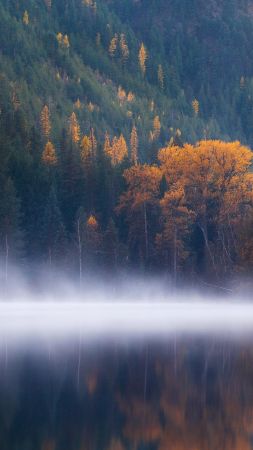 Echo Lake, forest, trees, fog, Columbia, autumn, 5k (vertical)