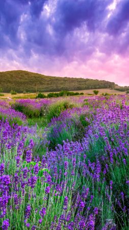 lavender, field, sky, mountain, Provence, France, Europe, 4k (vertical)