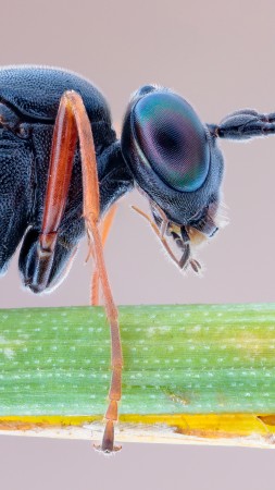 Slender Parasite, insects, macro, eyes, black, nature, legs, antennae (vertical)