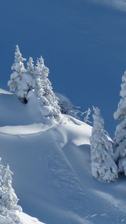 snow, winter, trees, 4k (vertical)