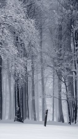 forest, trees, snow, winter, 4k (vertical)