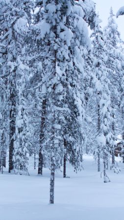 forest, trees, snow, winter, 5k (vertical)