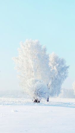 trees, snow, winter, 4k (vertical)