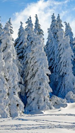 forest, tree, snow, winter, 4k (vertical)