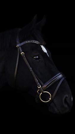 horse, cute animals, black, 4k (vertical)