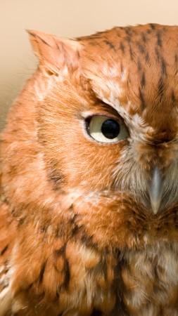 Owl, Eastern Screech, 5k, 4k wallpaper, red, bird, eyes, green, close, nature (vertical)