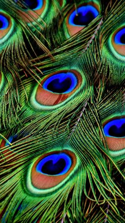 peacock, feather, 4k (vertical)