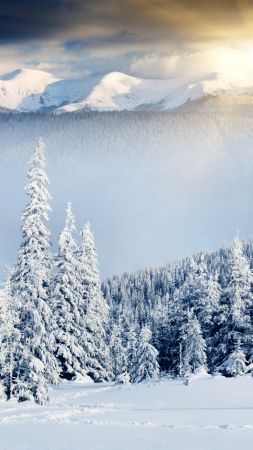mountains, forest, trees, snow, winter, 8k (vertical)