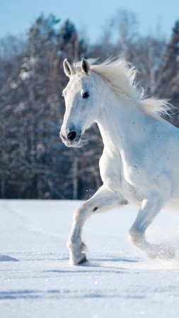 horse, cute animals, snow, winter, 5k (vertical)
