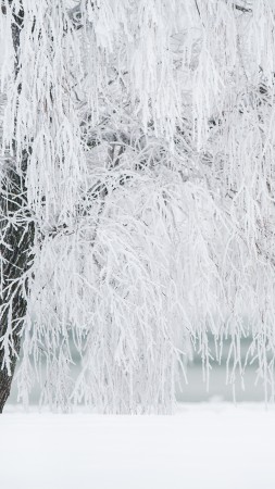 tree, snow, winter, 4k (vertical)
