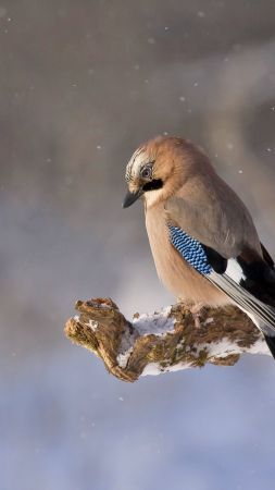 bird, winter, 4k (vertical)