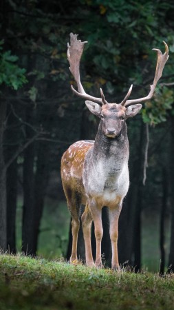 deer, cute animals, forest, 5k (vertical)