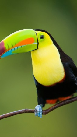Bird Pictures & Bird HD Wallpapers - Funny bird pictures 4k & 8k