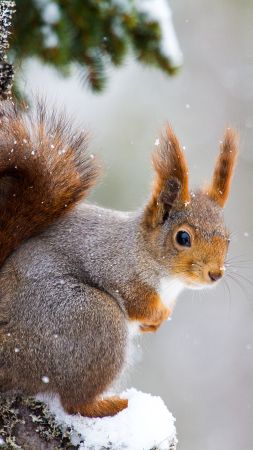 squirrel, cute animals, winter, 5k (vertical)