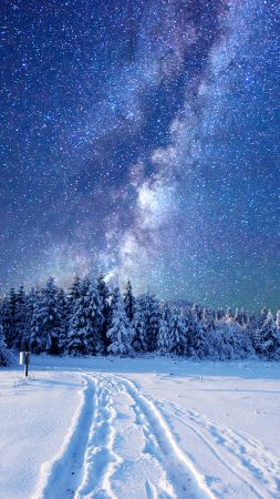 forest, snow, winter, sky, stars, night, 5k (vertical)