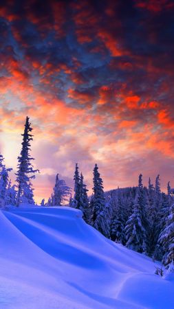 forest, snow, winter, sunrise, clouds, 8k (vertical)