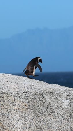 penguin, 5k (vertical)