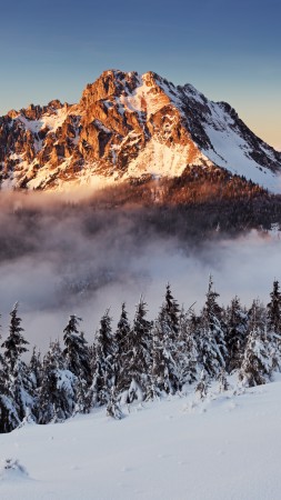 mountains, forest, snow, winter, fog, 8k (vertical)