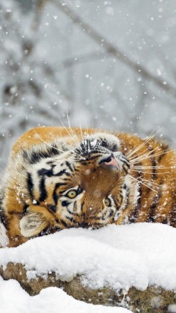 tiger, cute animals, snow, winter, 4k (vertical)