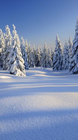 forest, trees, snow, winter, 5k (vertical)