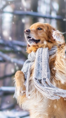 dog, cute animals, snow, winter, 4k (vertical)