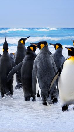 penguins, ocean, 8k (vertical)