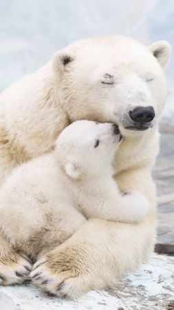 polar bears, cute animals, 4k (vertical)