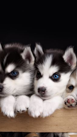 Husky, puppy, cute animals, 4k (vertical)