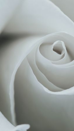 flower, rose, 8k (vertical)