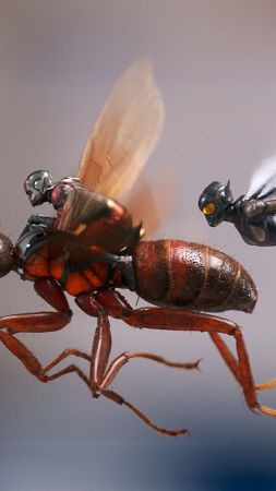 Ant-Man and the Wasp, 4k (vertical)