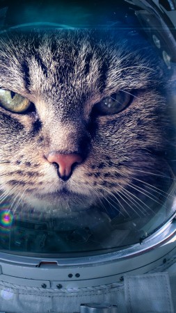 Astronaut, Funny animals, Cat, 5K (vertical)