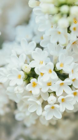 White Flower, spring, 4K, 7K (vertical)