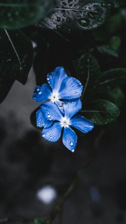 Blue Flower, Forget-Me-Not, 4K, 5K (vertical)