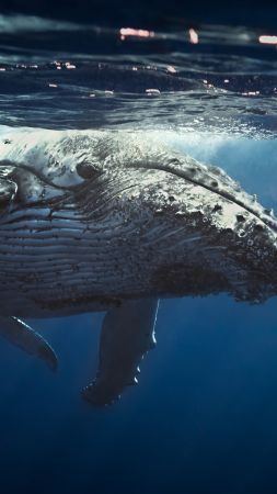 Underwater, Whale, 4K (vertical)