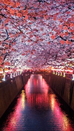 Sakura, Spring, 5K (vertical)